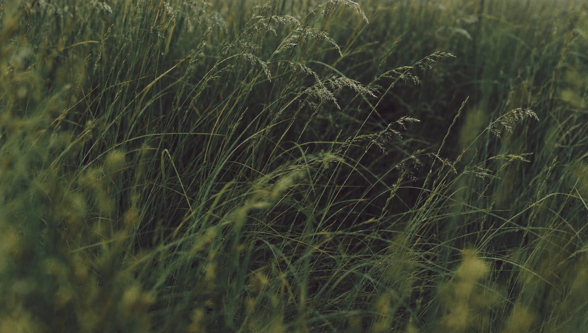 Close-up of wild Highland grasses